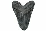 Fossil Megalodon Tooth - South Carolina #307537-1